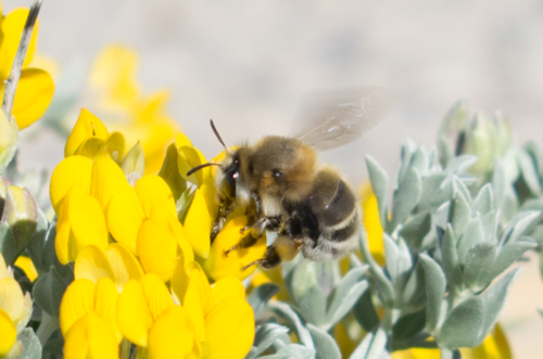 Representative image of Anthophora balearica