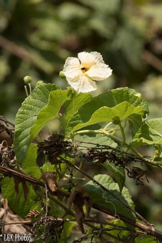 Momordica foetida