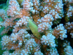 Oxymonacanthus halli