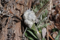 Rhopalomyia nucula