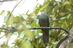 Scarlet-Breasted Fruit-Dove photo 2