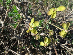 Pelargonium gibbosum