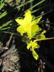 Bobartia longicyma