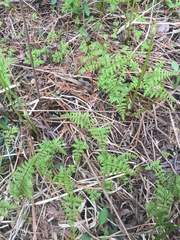 Cystopteris bulbifera