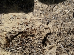 Solenopsis saevissima