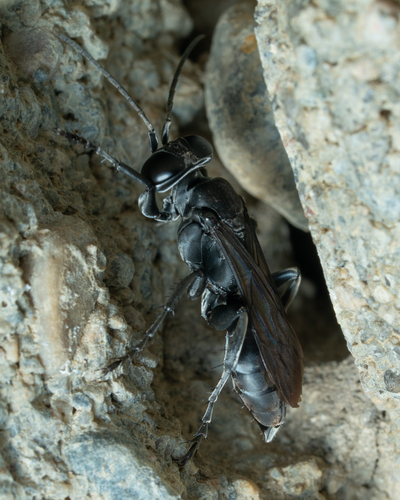Crabronid wasp photo 4