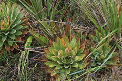 Paepalanthus