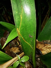 Ranitomeya variabilis