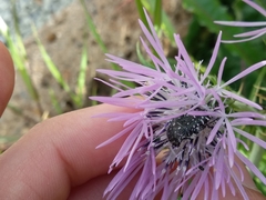 Oxythyrea funesta