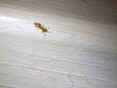 Crematogaster minutissima