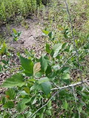 Crataegus viridis
