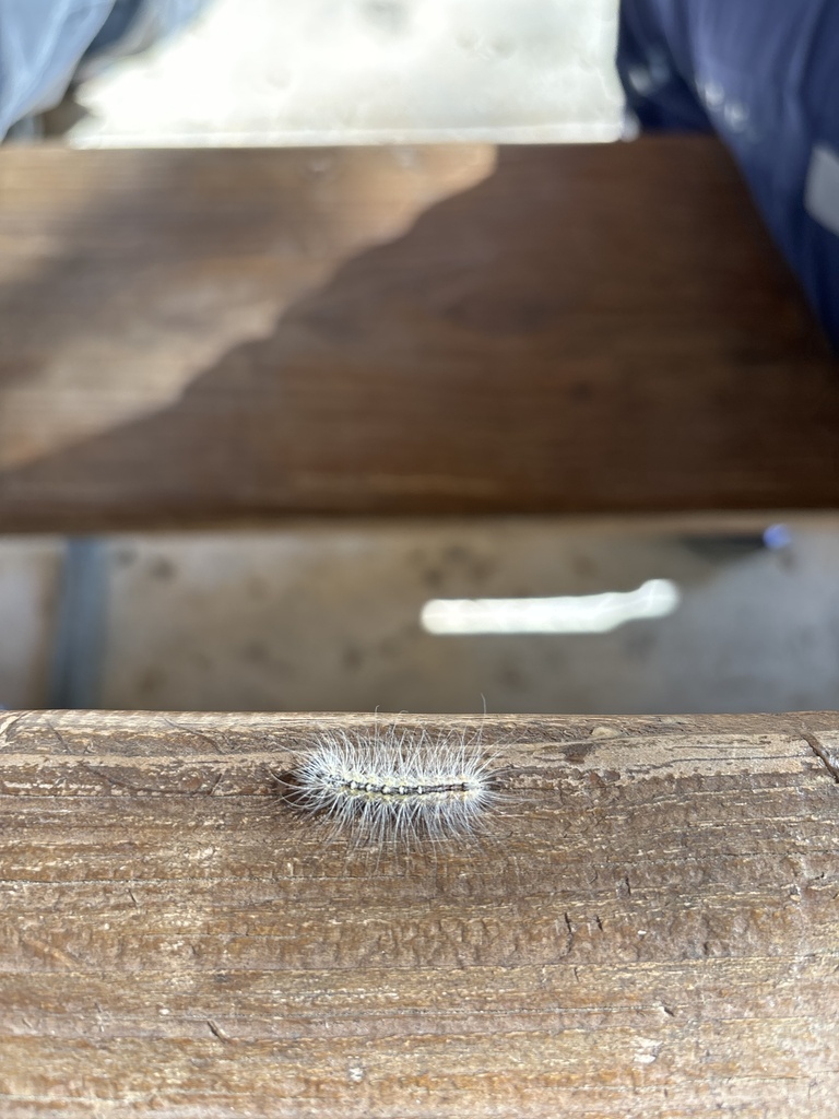 Hackberry Dagger from Nest Jct, San Antonio, TX, US on April 13, 2024 ...