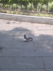 Columba livia