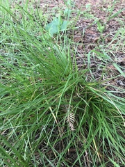 Carex subbracteata