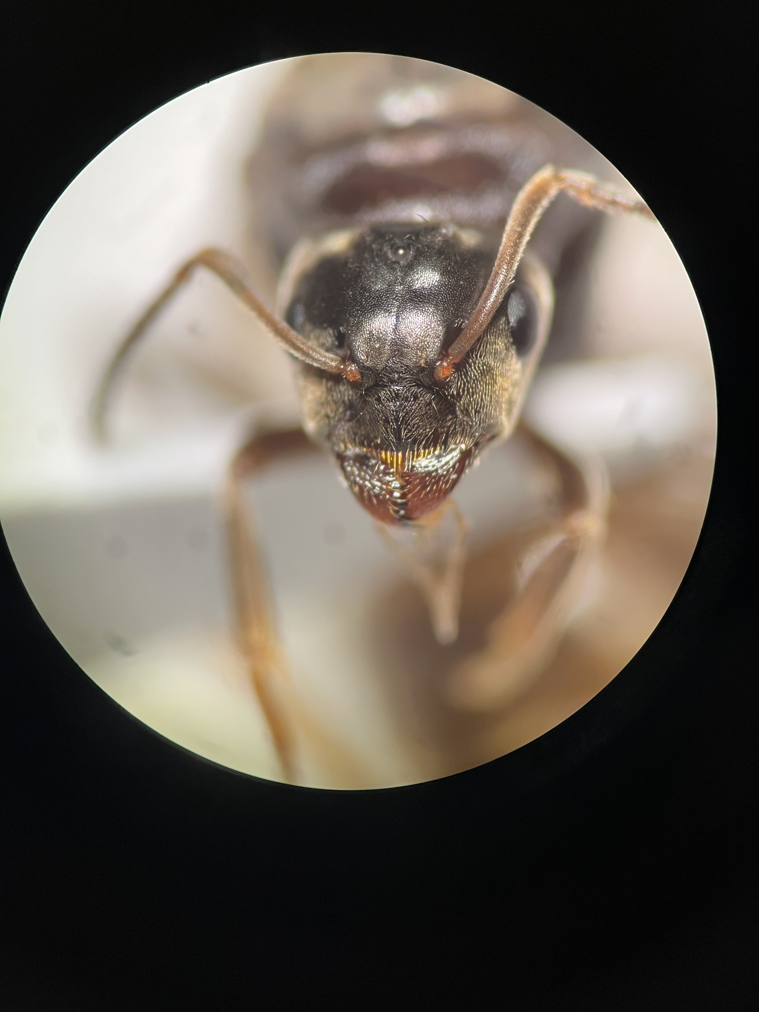 Lasius paralienus