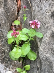 Centranthus macrosiphon