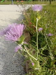 Galactites tomentosus