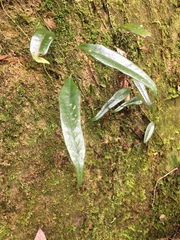 Lemmaphyllum diversum