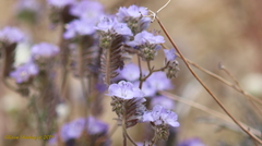 Phacelia vallis-mortae