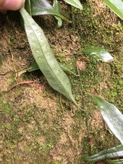 Lemmaphyllum diversum