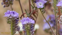 Phacelia vallis-mortae