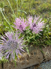 Galactites tomentosus