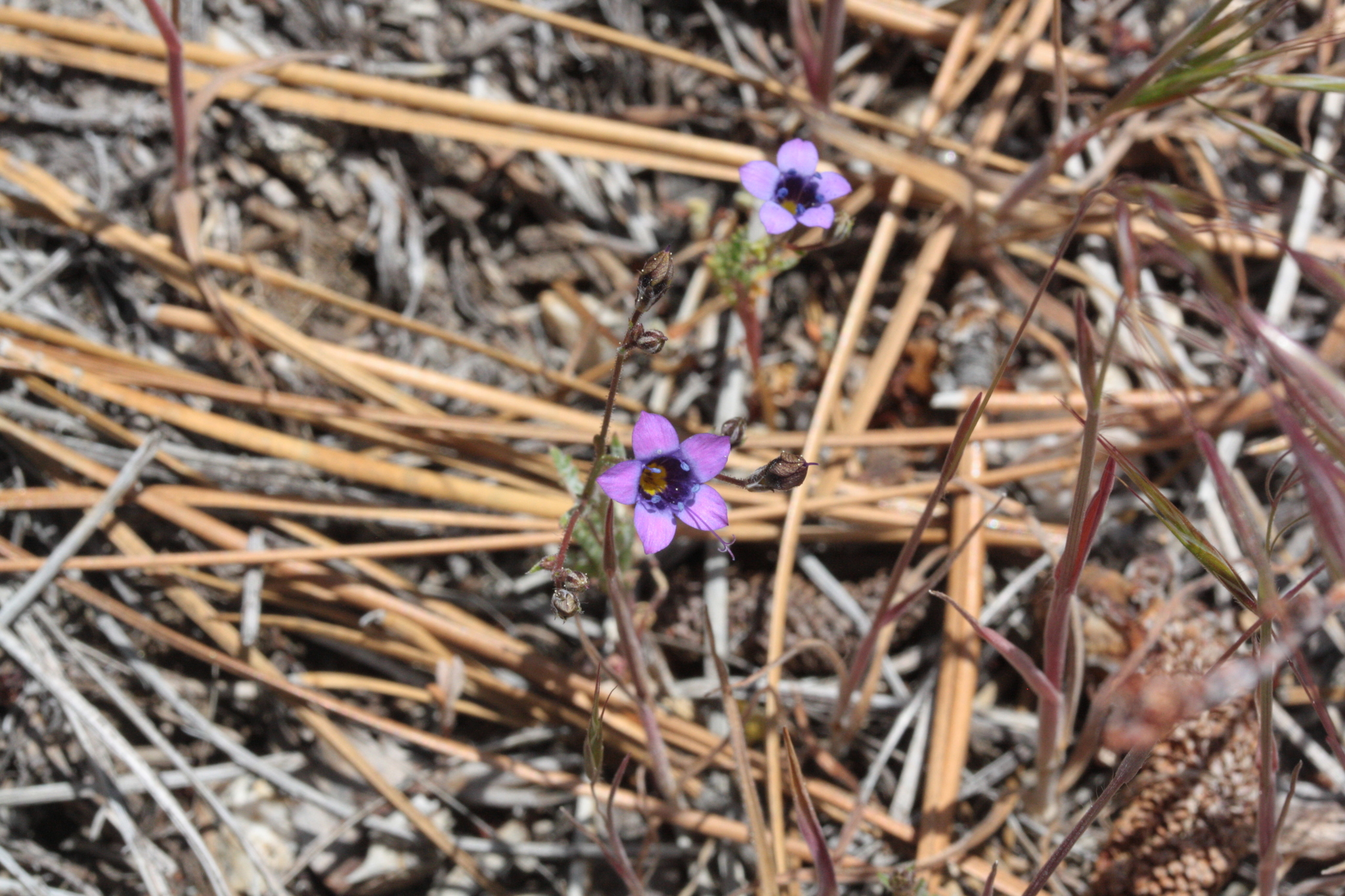 Gilia ochroleuca ssp. vivida