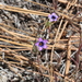 Volcanic Gilia - Photo (c) James Bailey, some rights reserved (CC BY-NC), uploaded by James Bailey