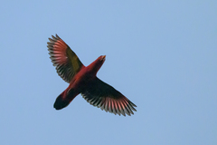 Chattering Lory photo 2