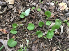 Dichondra donelliana
