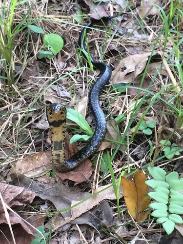 Photo of a Brown Forest Cobra (Naja subfulva)