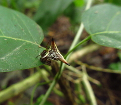 Micrathena peregrinatorum