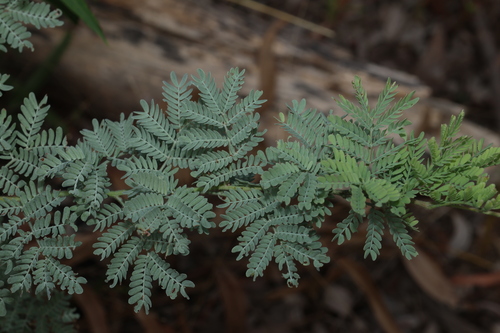Image of Acacia polybotrya by (c) Greg Tasney, some rights reserved (CC BY-SA)