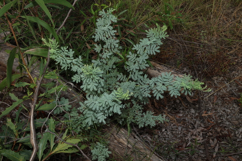 Image of Acacia polybotrya by (c) Greg Tasney, some rights reserved (CC BY-SA)