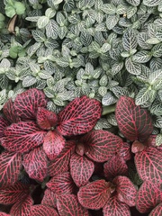 Fittonia