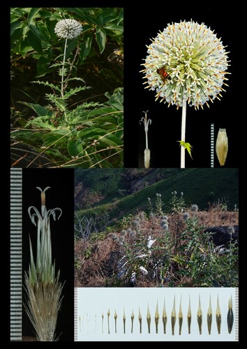 Sahyadri Globe thistle (Echinops sahyadricus)