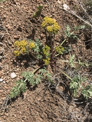 Cymopterus glomeratus fendleri