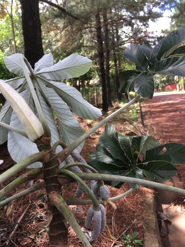 Cecropia pachystachya
