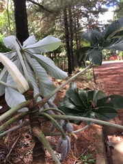 Cecropia pachystachya