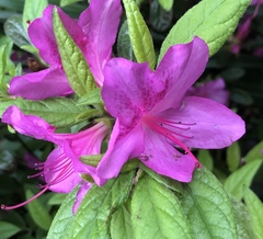 Rhododendron prinophyllum