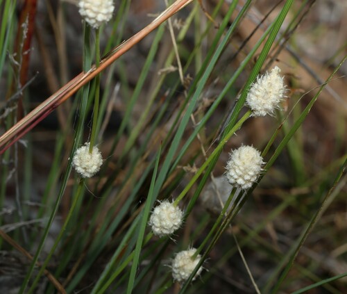 Image of Lomandra leucocephala by (c) Greg Tasney, some rights reserved (CC BY-SA)