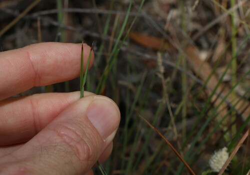 Image of Lomandra leucocephala by (c) Greg Tasney, some rights reserved (CC BY-SA)