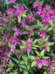 Rhododendron prinophyllum