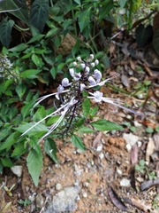 Orthosiphon aristatus