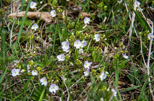 Image of Veronica peduncularis by (c) Victoria Kolesnichenko, some rights reserved (CC BY)