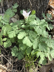 Dicentra cucullaria