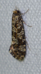 Triaxomera parasitella