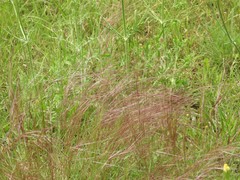 Nassella leucotricha