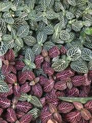Fittonia