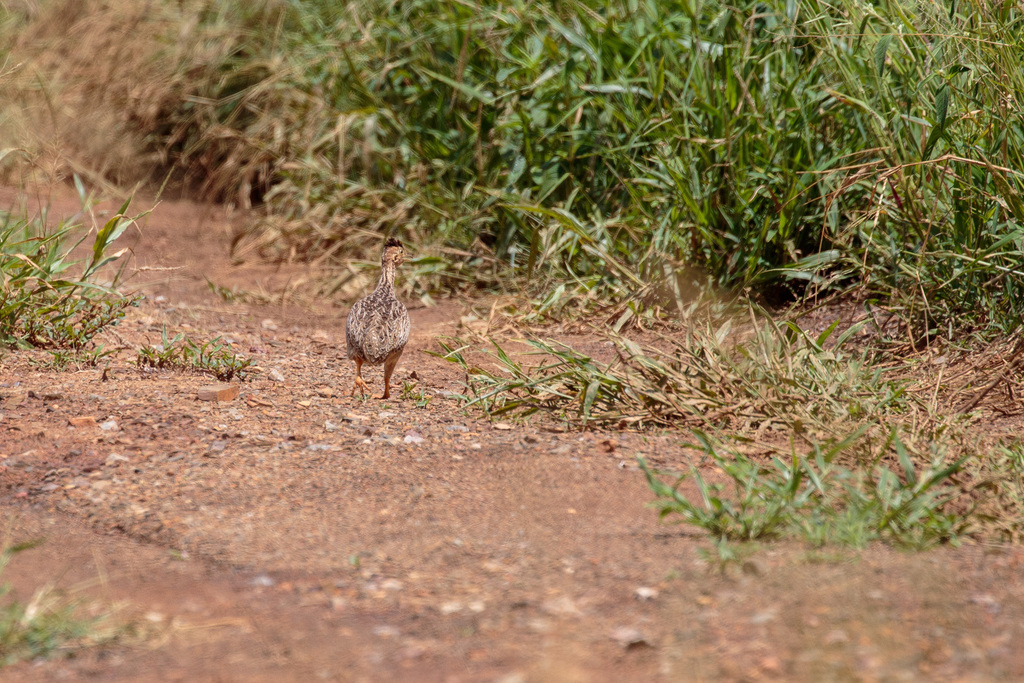 White-bellied Nothura